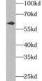 UDP-Glucose 6-Dehydrogenase antibody, FNab09238, FineTest, Western Blot image 