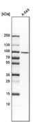 Dynein Axonemal Assembly Factor 5 antibody, NBP1-82183, Novus Biologicals, Western Blot image 