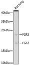 Fibroblast Growth Factor 2 antibody, 18-179, ProSci, Western Blot image 