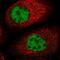 Family With Sequence Similarity 192 Member A antibody, NBP2-13988, Novus Biologicals, Immunofluorescence image 