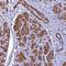 Fatty Acid Desaturase 3 antibody, NBP1-91877, Novus Biologicals, Immunohistochemistry frozen image 