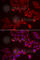 Galectin 8 antibody, A6646, ABclonal Technology, Immunofluorescence image 