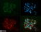 Apolipoprotein A5 antibody, TA336523, Origene, Immunofluorescence image 