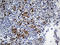 Folate Receptor Gamma antibody, LS-C795997, Lifespan Biosciences, Immunohistochemistry paraffin image 