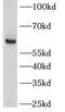 Leucine-rich repeat transmembrane neuronal protein 2 antibody, FNab04864, FineTest, Western Blot image 