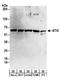 Bifunctional purine biosynthesis protein PURH antibody, A304-272A, Bethyl Labs, Western Blot image 