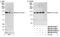 Kinesin Family Member 1C antibody, NB100-57507, Novus Biologicals, Immunoprecipitation image 