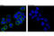 c-met antibody, 3077S, Cell Signaling Technology, Immunofluorescence image 