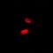 Basic Helix-Loop-Helix Family Member E40 antibody, orb341105, Biorbyt, Immunofluorescence image 