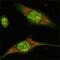 Mitogen-Activated Protein Kinase 1 antibody, GTX83148, GeneTex, Immunocytochemistry image 