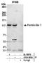 Formin Like 1 antibody, A304-869A, Bethyl Labs, Immunoprecipitation image 