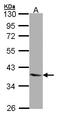Lpa3 antibody, LS-C109277, Lifespan Biosciences, Western Blot image 