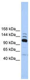 RNA Polymerase III Subunit B antibody, TA346793, Origene, Western Blot image 