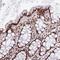 WASH Complex Subunit 4 antibody, NBP2-47409, Novus Biologicals, Immunohistochemistry frozen image 