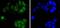 Cell division cycle 5-like protein antibody, A03797-1, Boster Biological Technology, Immunocytochemistry image 