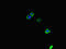 PBIP1 antibody, LS-C679155, Lifespan Biosciences, Immunofluorescence image 