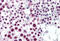 Cyclin H antibody, MBS245809, MyBioSource, Immunohistochemistry frozen image 