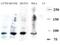 DNA Cross-Link Repair 1C antibody, GTX23834, GeneTex, Western Blot image 