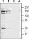  antibody, PA5-77436, Invitrogen Antibodies, Western Blot image 