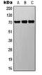 Mediator Complex Subunit 26 antibody, orb214900, Biorbyt, Western Blot image 