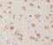 DRD2 antibody, FNab02533, FineTest, Immunohistochemistry frozen image 