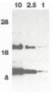 C-C Motif Chemokine Ligand 11 antibody, PA5-19868, Invitrogen Antibodies, Western Blot image 