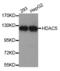 Histone deacetylase 5 antibody, TA332739, Origene, Western Blot image 