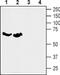 Solute Carrier Family 6 Member 7 antibody, PA5-77458, Invitrogen Antibodies, Western Blot image 