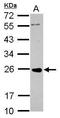Protein kinase C delta-binding protein antibody, GTX119250, GeneTex, Western Blot image 
