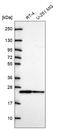 Cell Division Cycle 42 antibody, HPA069590, Atlas Antibodies, Western Blot image 
