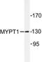 Protein Phosphatase 1 Regulatory Subunit 12A antibody, AP06544PU-N, Origene, Western Blot image 