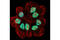 Ring Finger Protein 2 antibody, 5694P, Cell Signaling Technology, Immunofluorescence image 