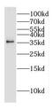 Docking Protein 5 antibody, FNab02504, FineTest, Western Blot image 