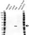 Major Histocompatibility Complex, Class II, DR Beta 4 antibody, VPA00409, Bio-Rad (formerly AbD Serotec) , Western Blot image 