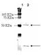 Endothelin Receptor Type A antibody, ADI-905-790-100, Enzo Life Sciences, Western Blot image 