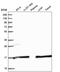 SAP30 Like antibody, NBP2-58296, Novus Biologicals, Western Blot image 