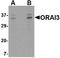 ORAI Calcium Release-Activated Calcium Modulator 3 antibody, TA306430, Origene, Western Blot image 