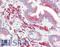 FAST Kinase Domains 1 antibody, LS-B9962, Lifespan Biosciences, Immunohistochemistry frozen image 