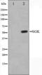SGK antibody, TA325835, Origene, Western Blot image 