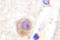 Rabphilin 3A antibody, LS-C176464, Lifespan Biosciences, Immunohistochemistry frozen image 