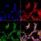 Heat Shock Protein Family A (Hsp70) Member 1A antibody, PA5-77829, Invitrogen Antibodies, Immunofluorescence image 