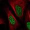 Small Nuclear Ribonucleoprotein Polypeptide A' antibody, HPA045622, Atlas Antibodies, Immunofluorescence image 