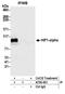 Hypoxia-inducible factor 1-alpha antibody, A700-001, Bethyl Labs, Immunoprecipitation image 