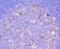Immunoglobulin Heavy Constant Mu antibody, NBP2-66902, Novus Biologicals, Immunohistochemistry paraffin image 