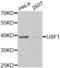 Upstream Transcription Factor 1 antibody, abx001455, Abbexa, Western Blot image 