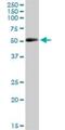 Cytokine Receptor Like Factor 3 antibody, H00051379-B01P, Novus Biologicals, Western Blot image 