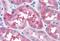 Microtubule Associated Protein Tau antibody, MBS247694, MyBioSource, Immunohistochemistry frozen image 