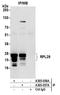 60S ribosomal protein L29 antibody, A305-057A, Bethyl Labs, Immunoprecipitation image 