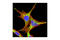 E3 ubiquitin-protein ligase NEDD4 antibody, 2740S, Cell Signaling Technology, Immunofluorescence image 