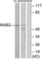 NAB2 antibody, LS-B8420, Lifespan Biosciences, Western Blot image 